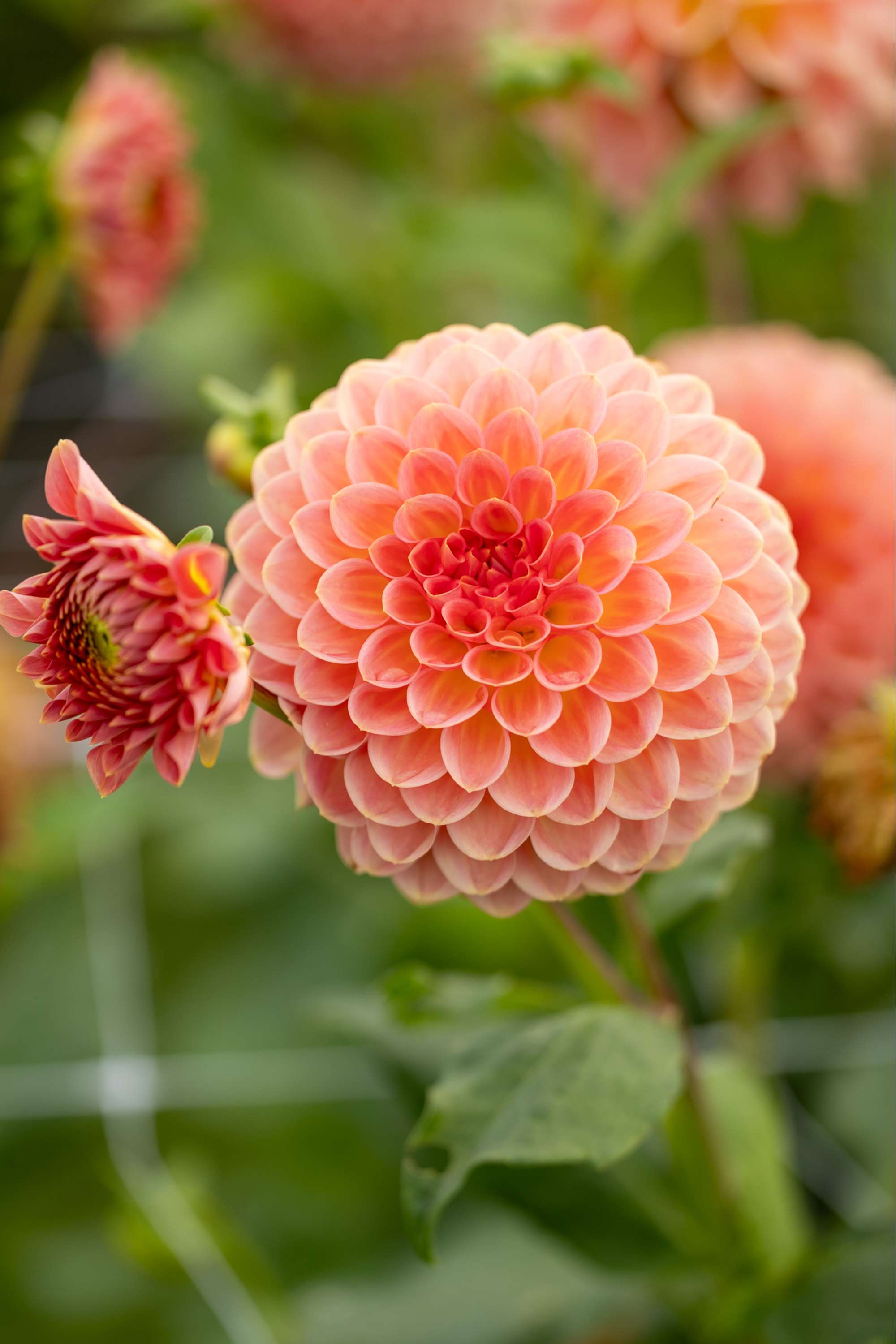 Dahlia 'Hillcrest Suffusion'